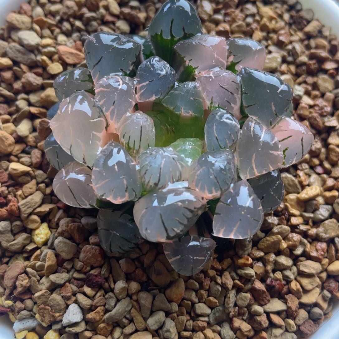 8.十二卷多肉ob1冰灯玉露锦。    