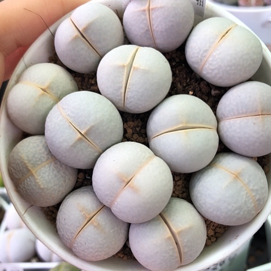 1105，2.2厘米左右13棵高尔夫