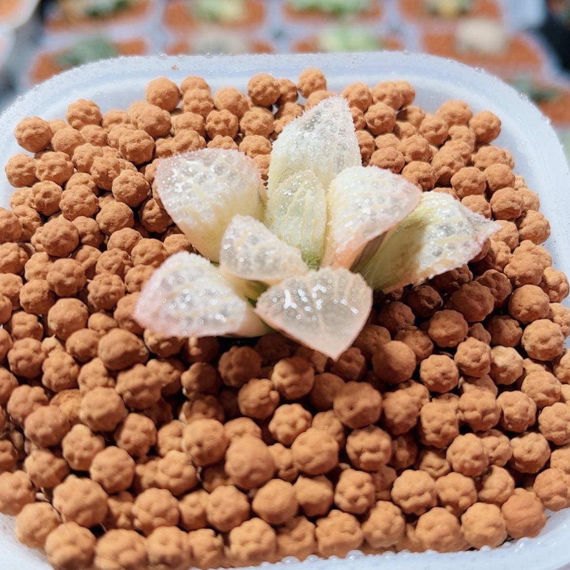 【闪购商品】具味城