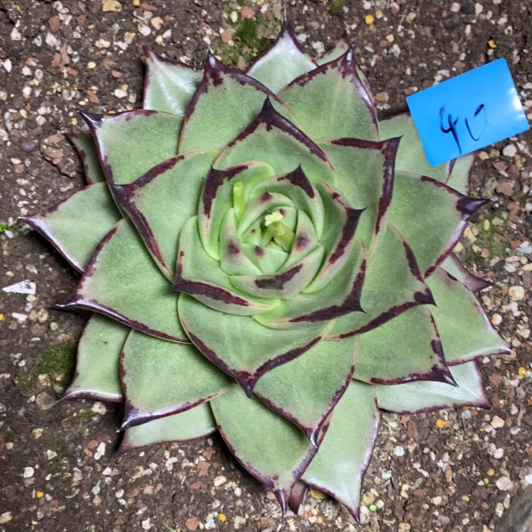 啊*多肉植物多肉植物40