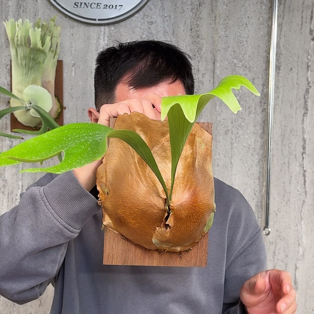 完全开放驼鹿鹿角蕨春野花园