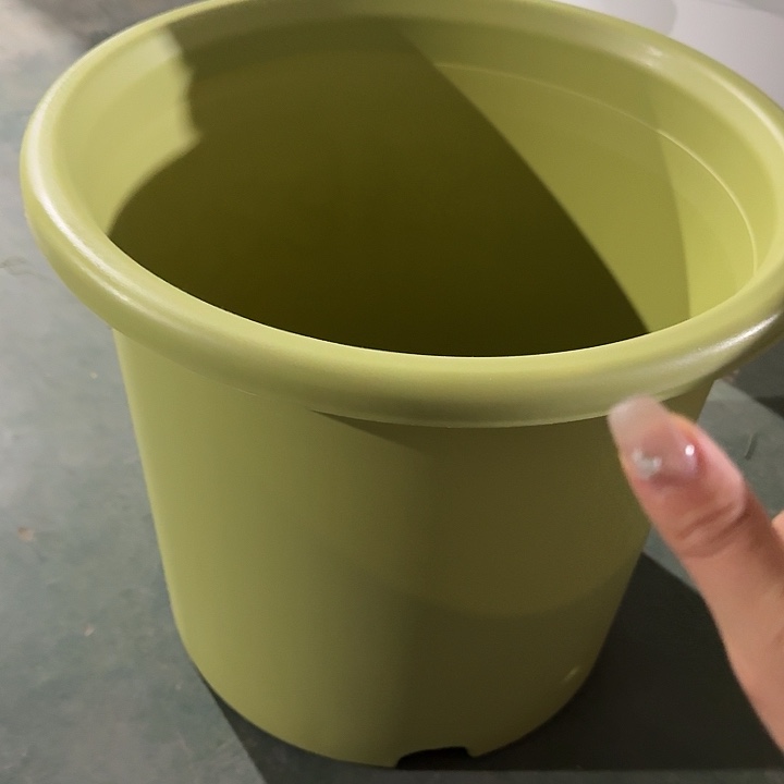 四季9号果绿无托2个