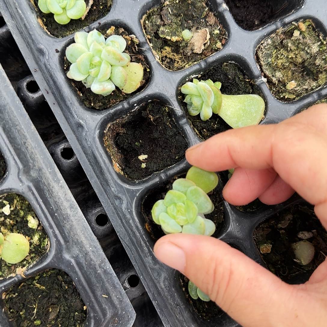 T14 中苗穴一个满25包邮