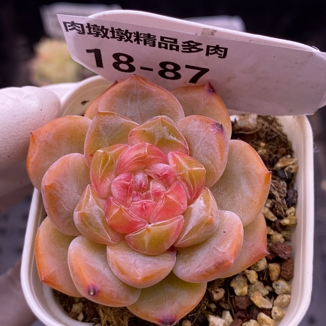 【闪购商品】18-87