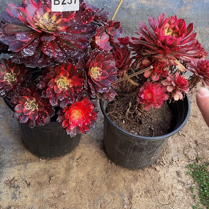 多肉法师237号烟花➕白月光不包损