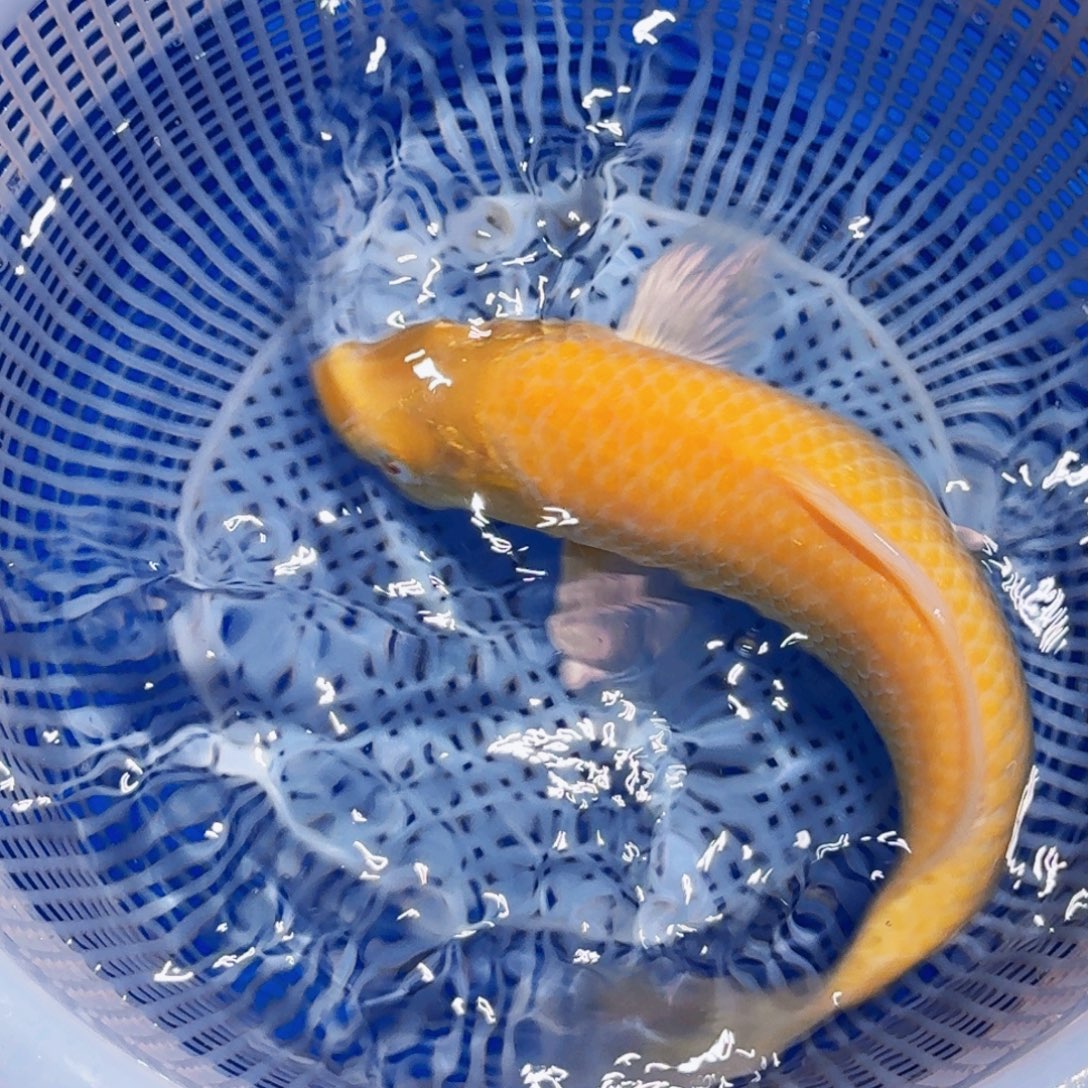 锦鲤精品甄选血统锦鲤