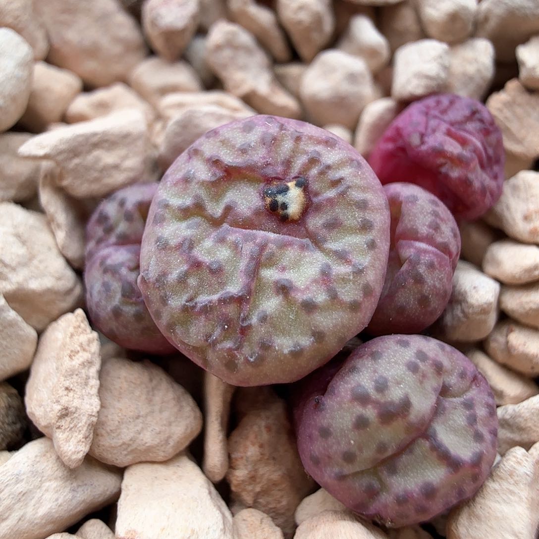 1.226/蜜橘杂/多肉植物