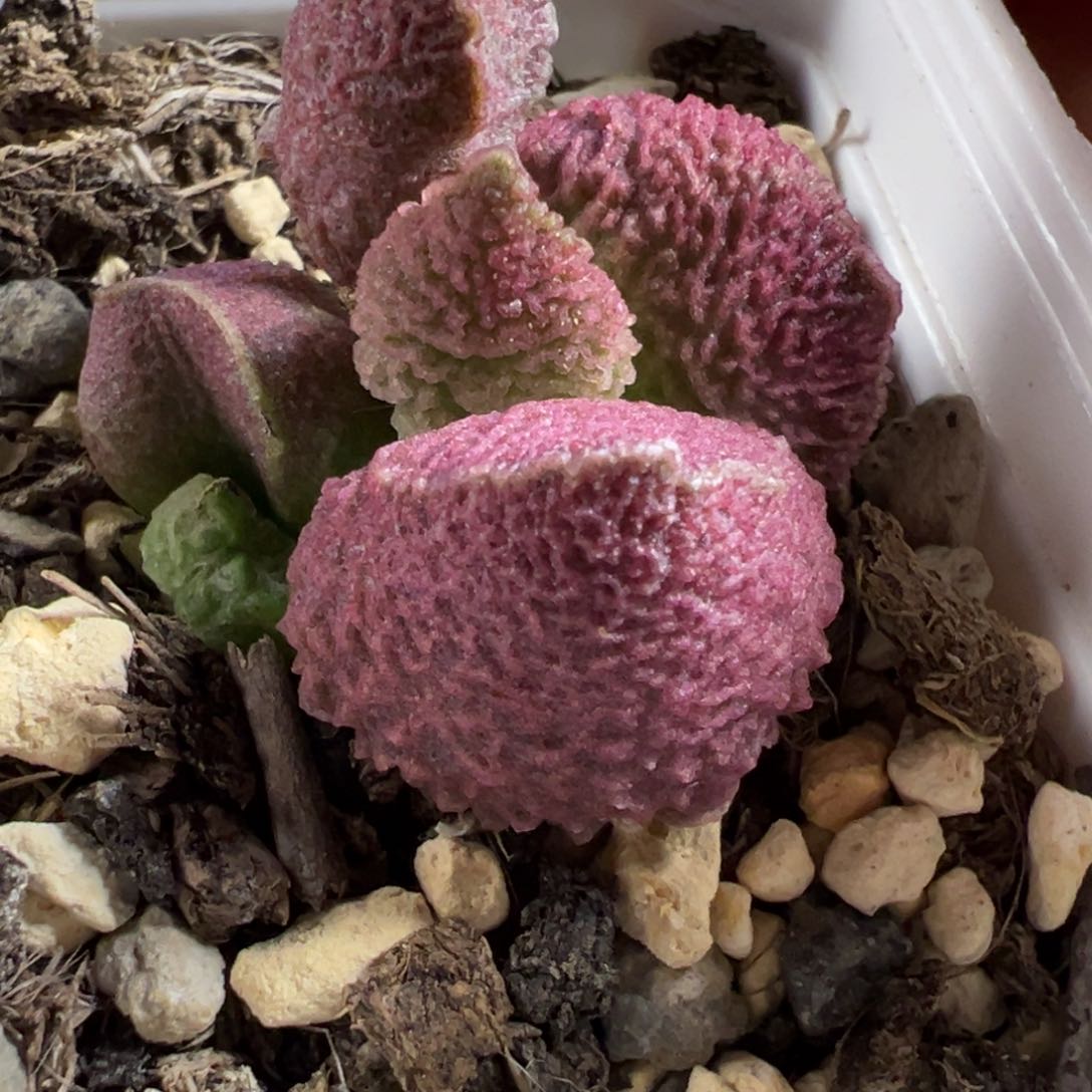 巨猪宝水泡成株多肉植物水泡