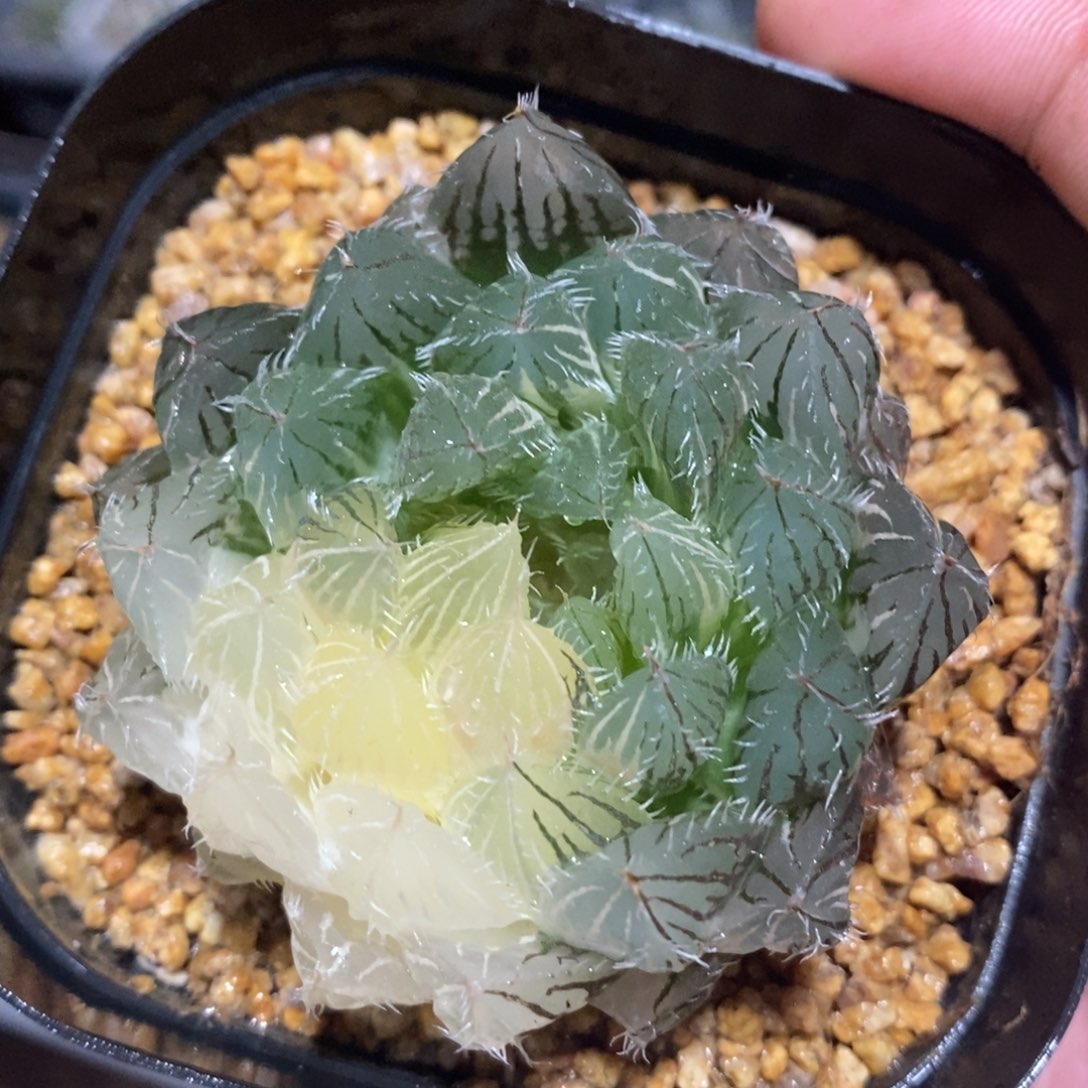 一颗实生原始玉露锦 