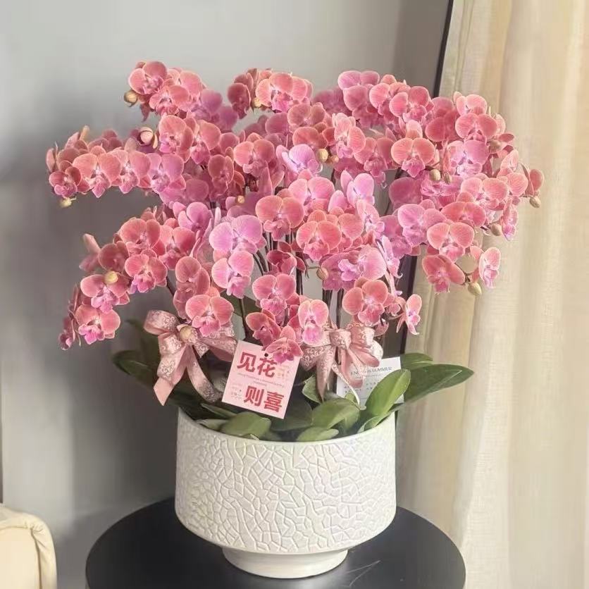 蝴蝶兰【唯美】粉色欧品蝴蝶兰基地直销带花苞兰花