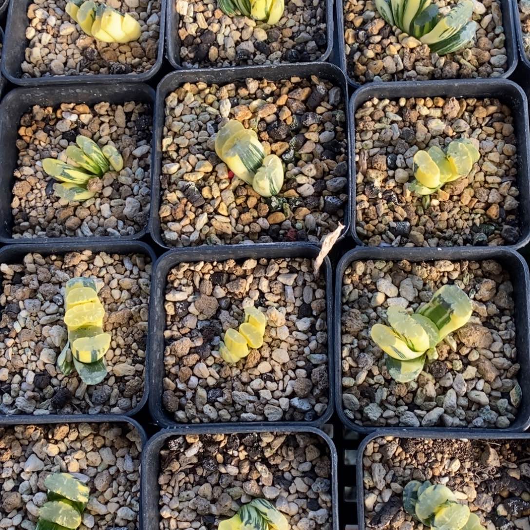 一颗玉扇锦 开播福利