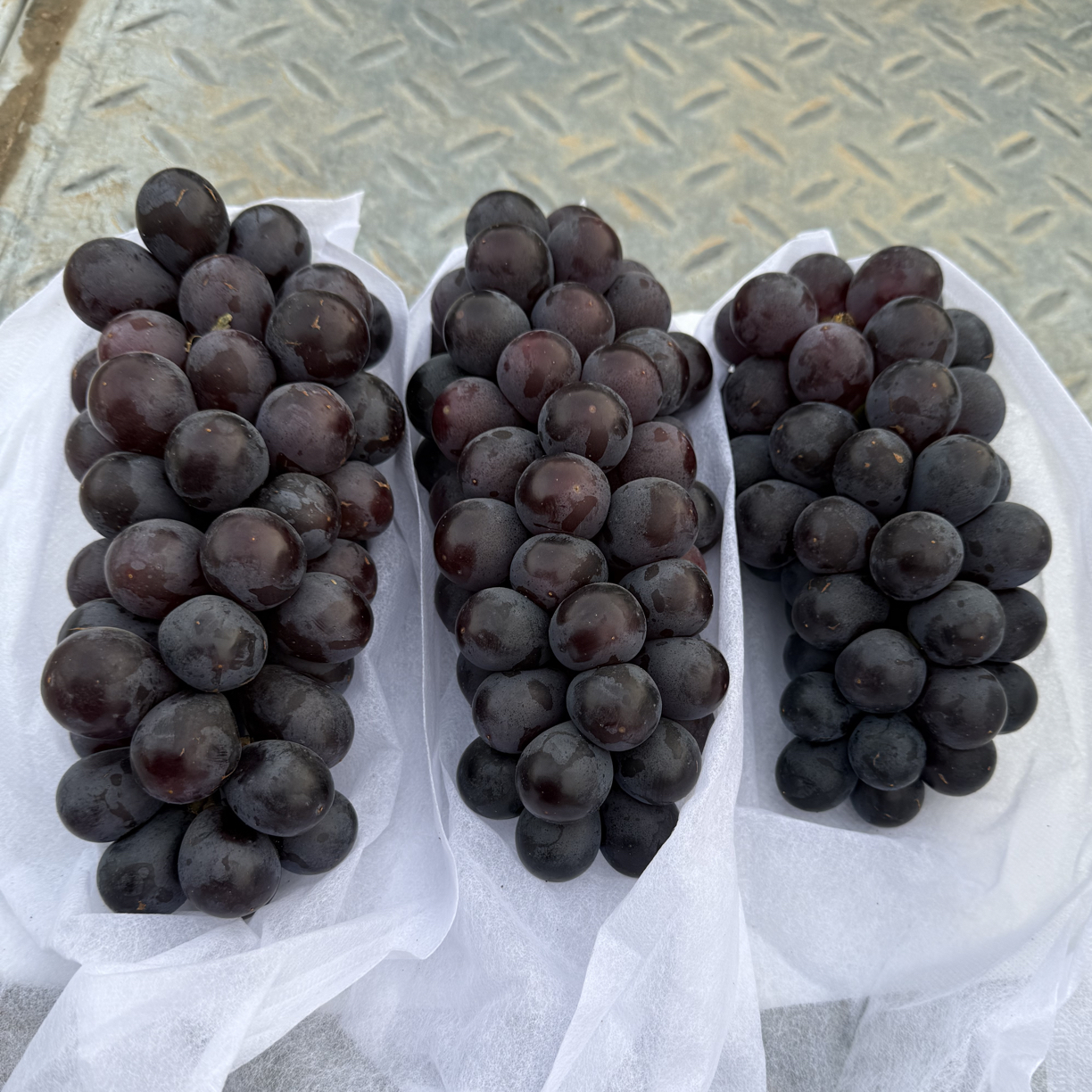 贝达嫁接 黑色黄后葡萄苗