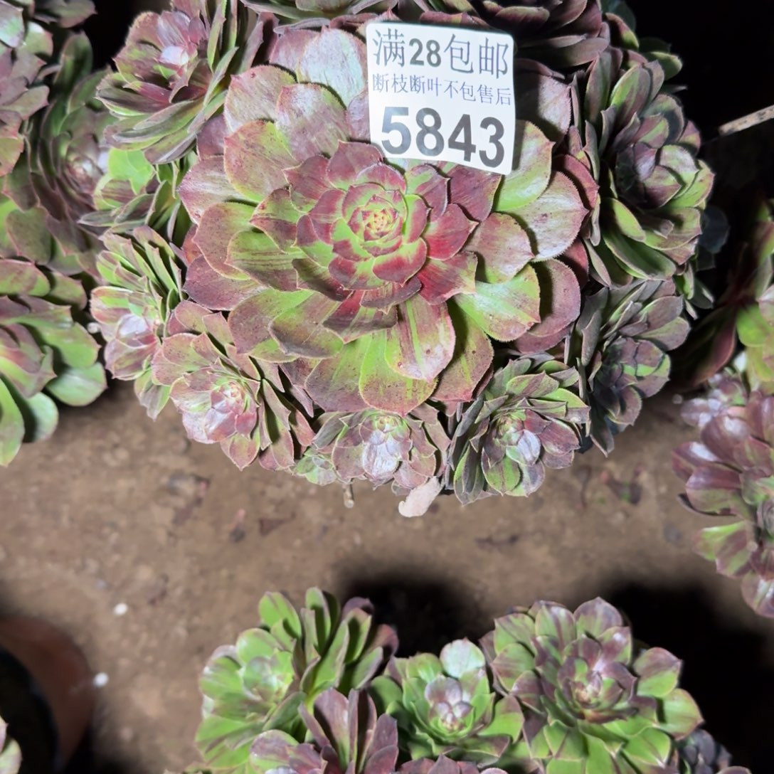 5843花月夜有干吧不包