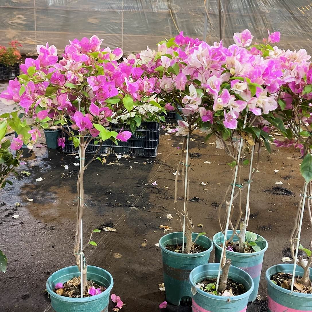 大部分花苞少量开放章红英棒棒糖带竹一颗