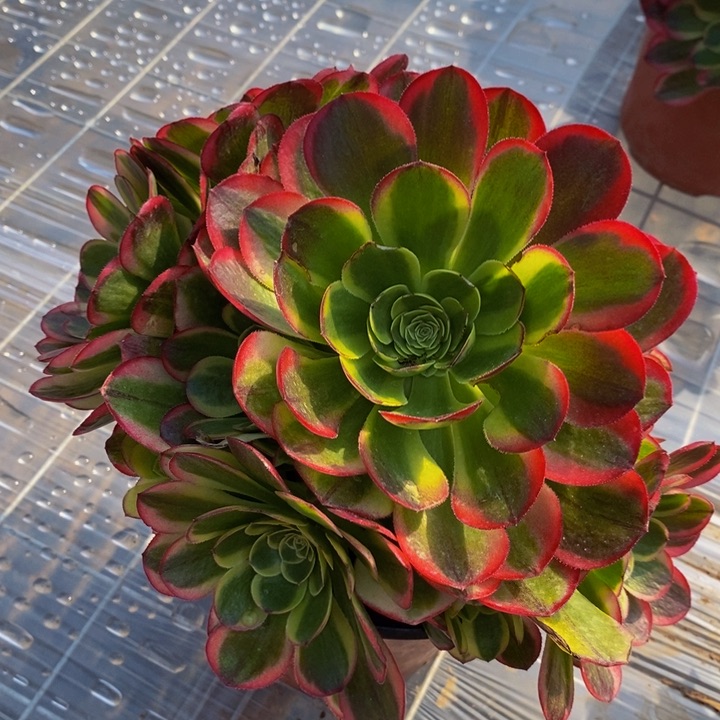 奶白法师多肉手捧