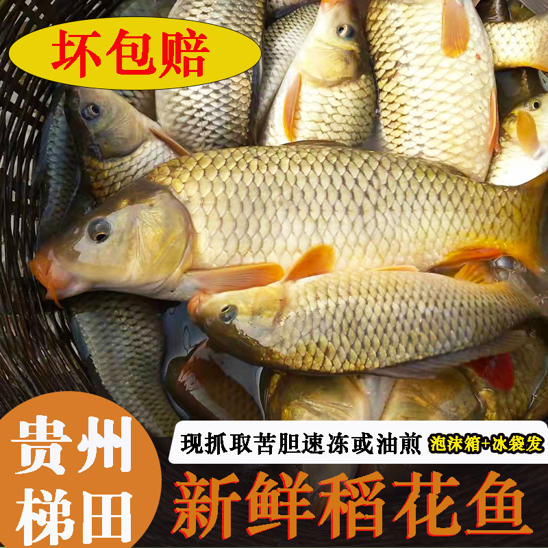 新鲜稻花鱼贵州梯田鱼鲤鱼喝清泉水鱼速冻或油煎泡沫箱发货包邮