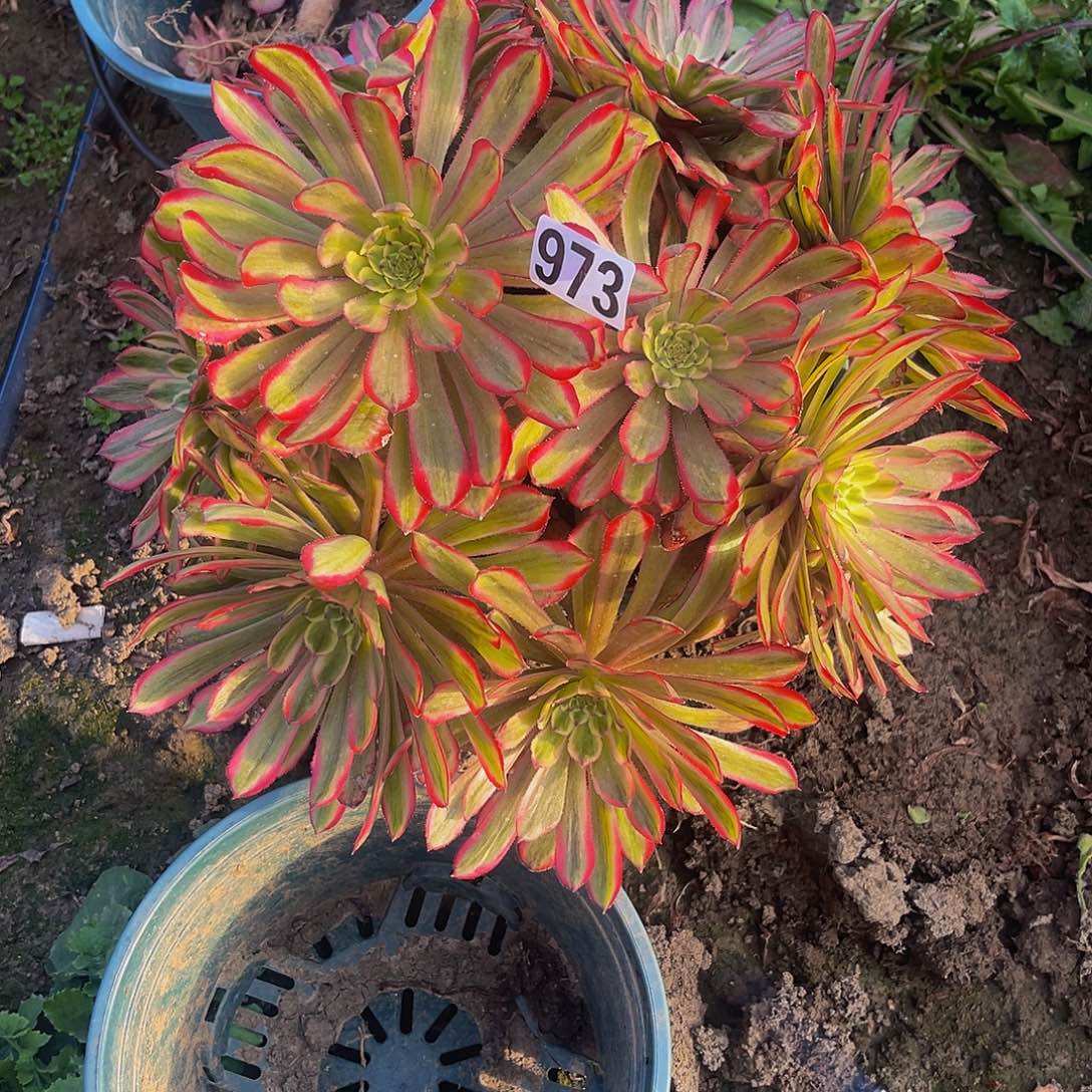 红陶法师法师15/-3包邮法师