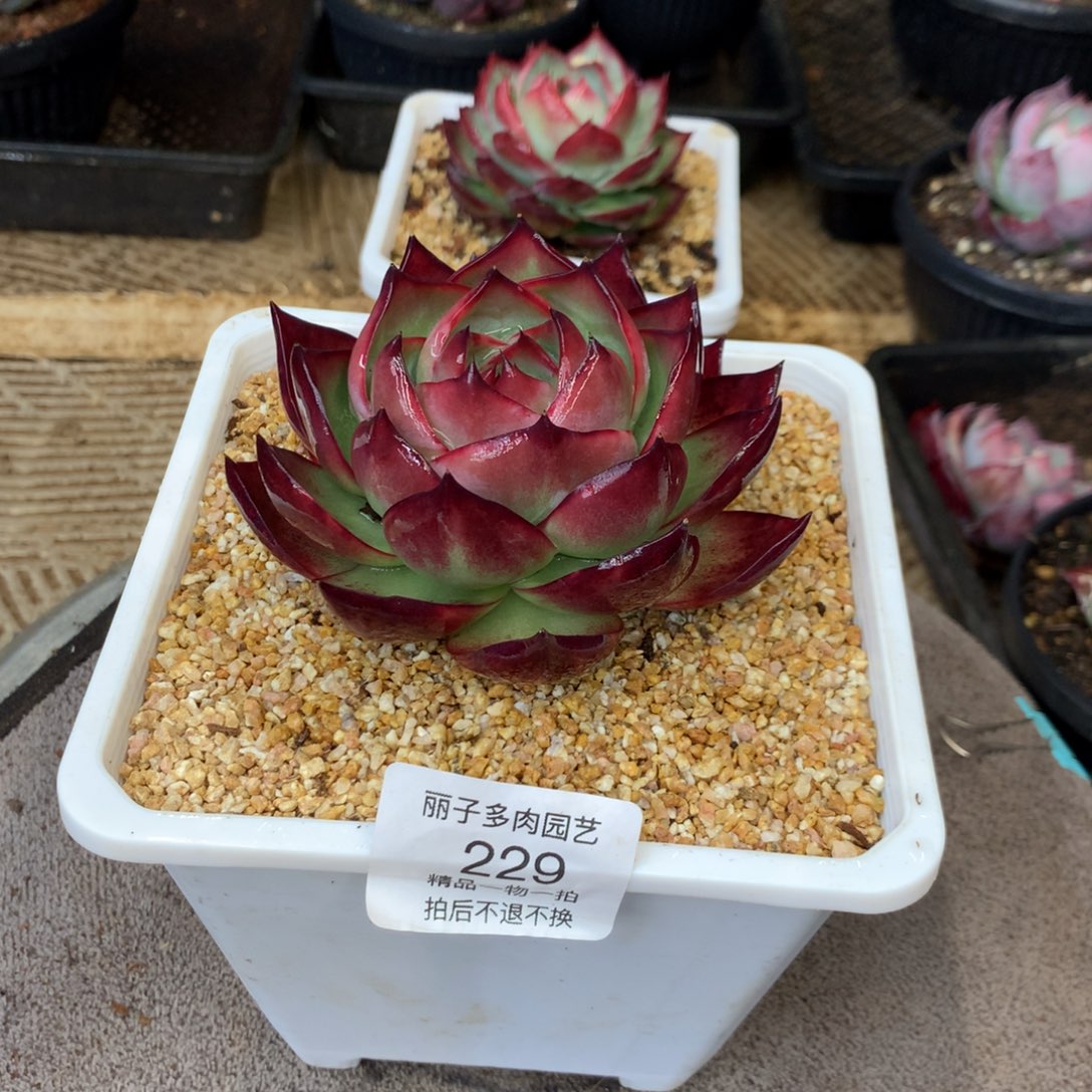 229精控玫瑰心。硬叶车厘子红。尺寸10。多肉植物