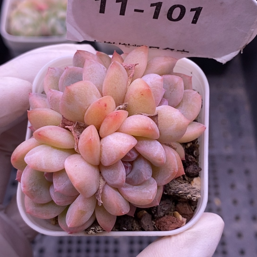 【闪购商品】11-101刚毅