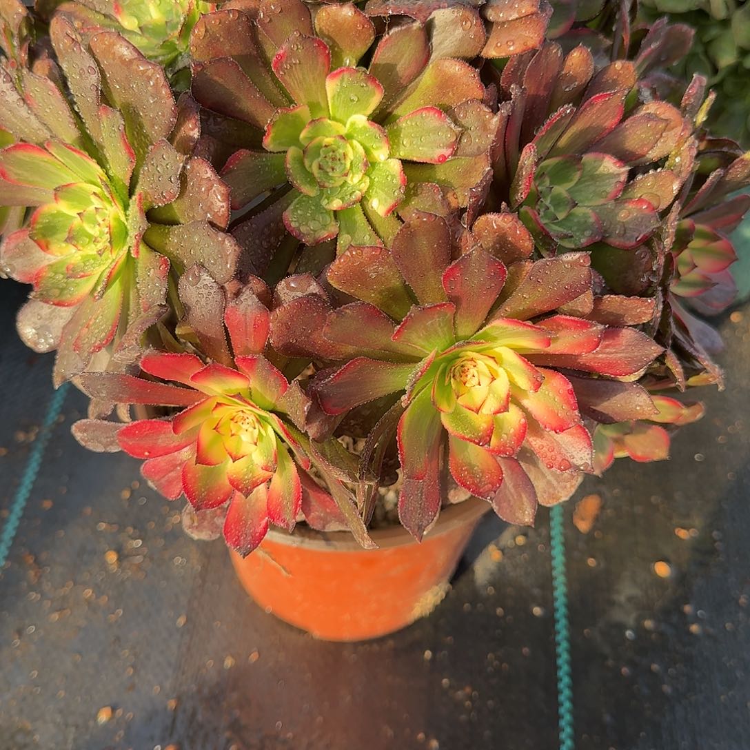 精品法师000000美美美