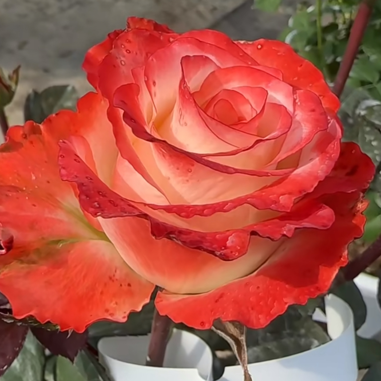 一物一拍 新品扦插切花玫瑰福利苗 十七号花坊