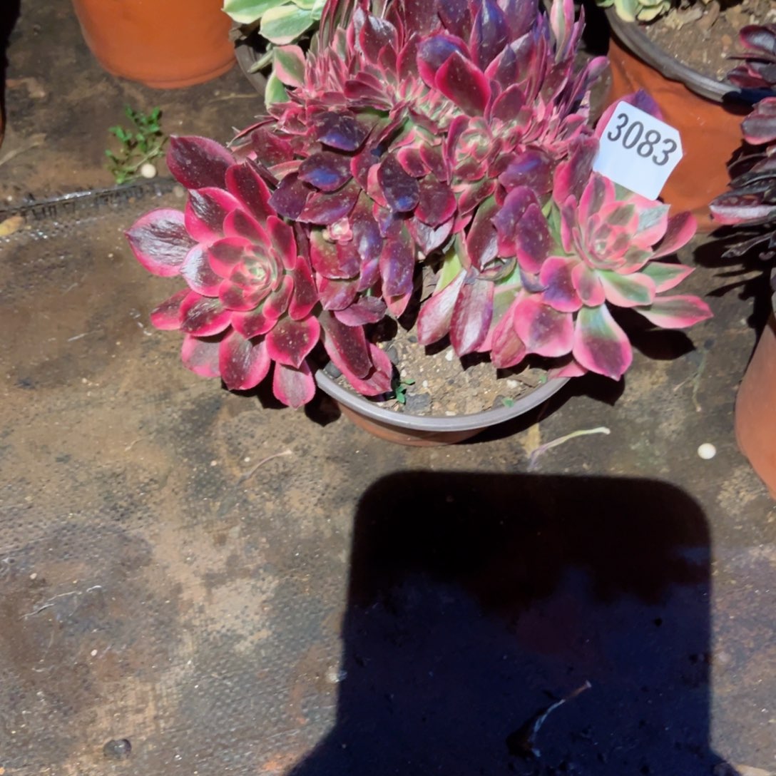 我3083 号多肉植物法师新年福利