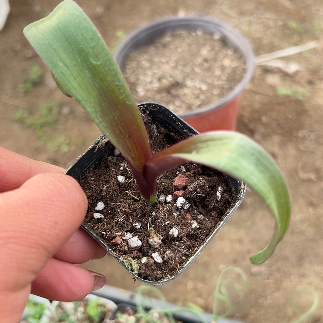 多肉植物泡泡纱立金花