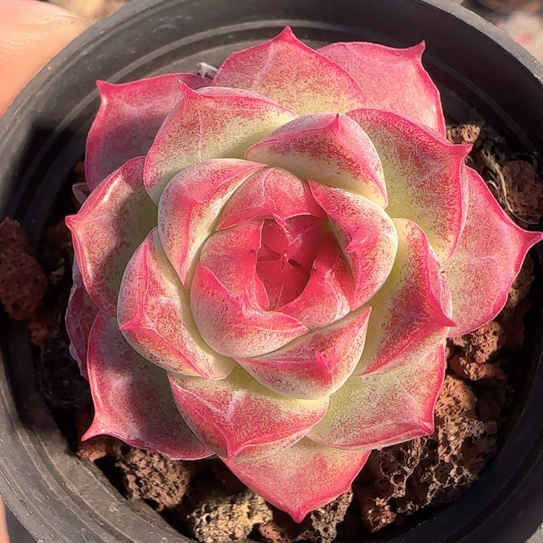 多肉1201-217女王玫瑰