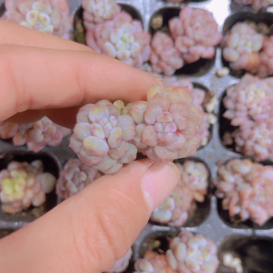 双头石化星星城满9.9包邮