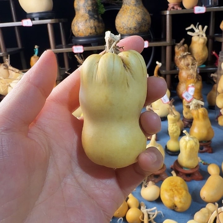 皮***丘大叶紫檀（黑酸枝木类）