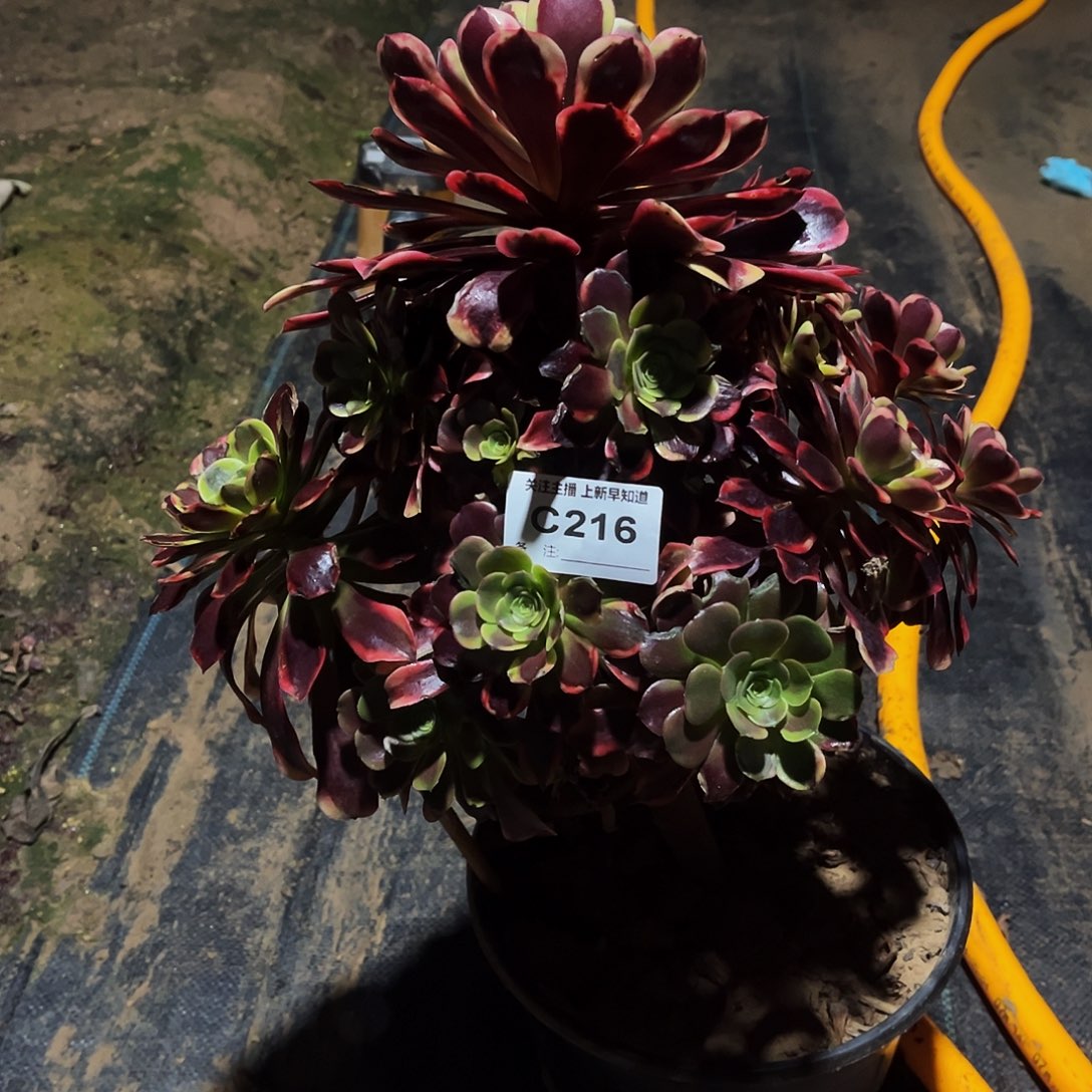 多肉植物216欧嘉莉