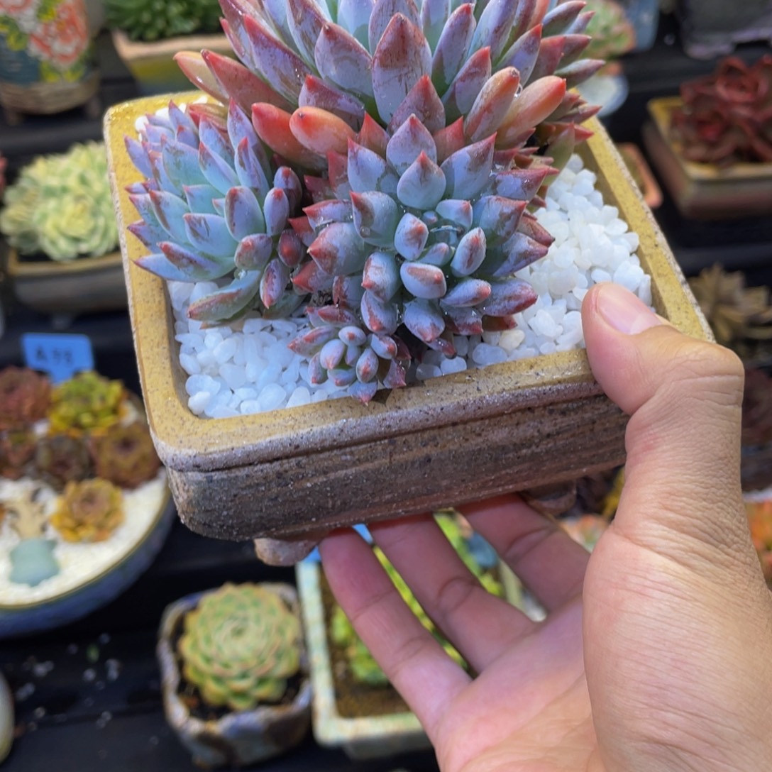 多肉植物盆栽多肉植物