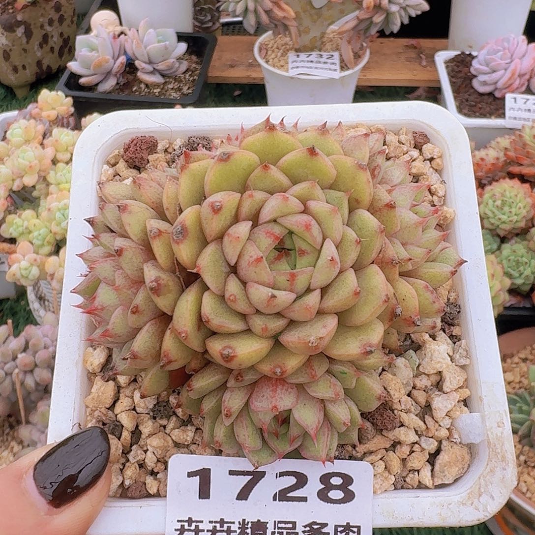 1428一物一拍（满28包邮）