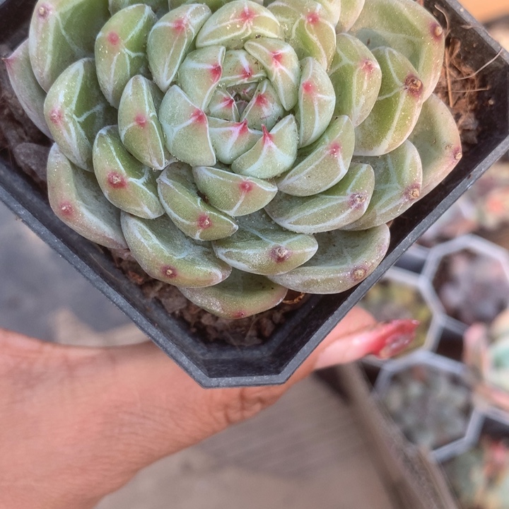 雪花珍妮。一物一拍。包邮