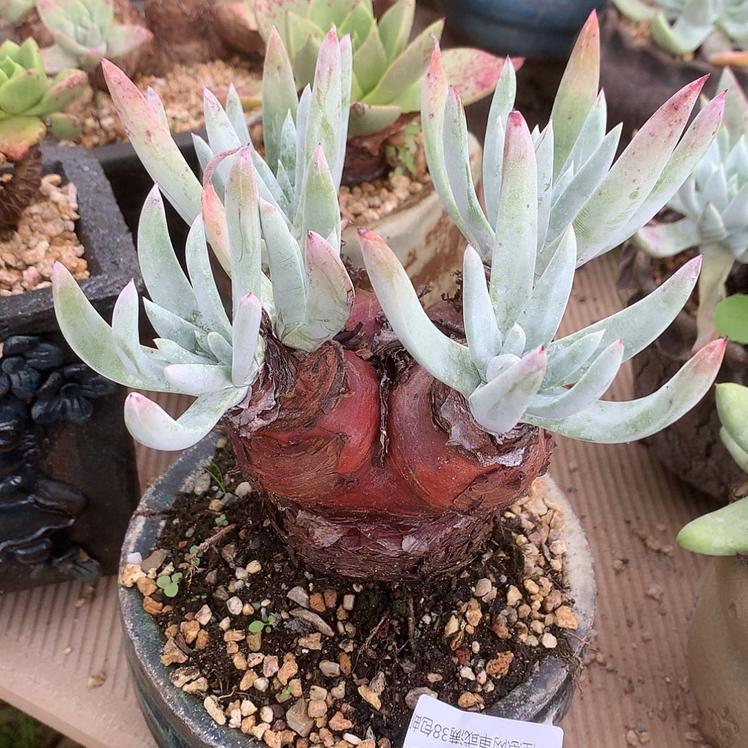 0706奥罗拉仙女杯多肉