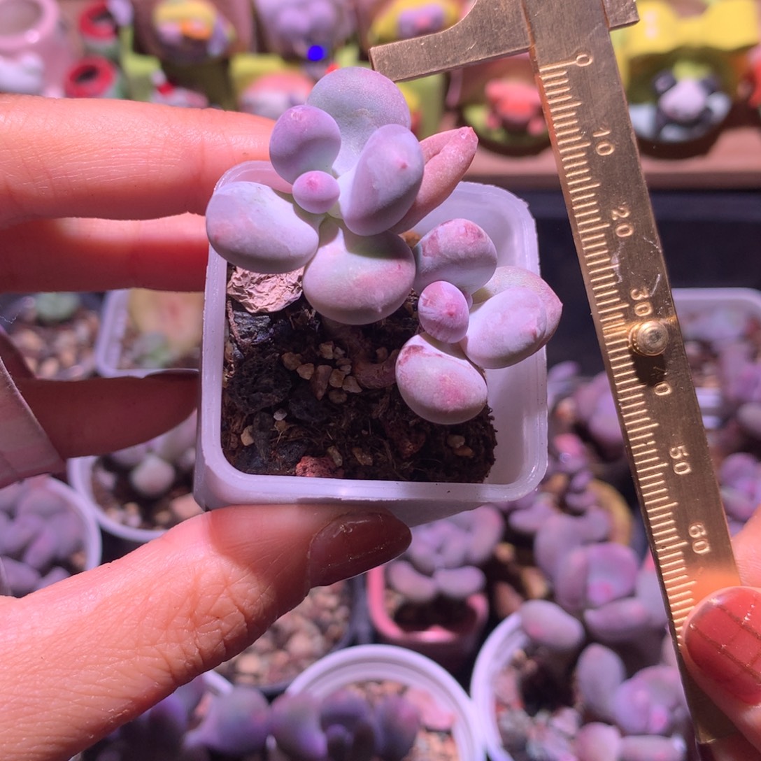 瑕疵微晒韩国彩虹奶酪