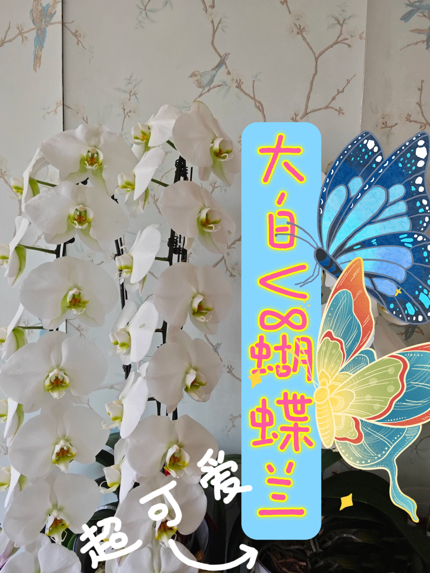 大白V8蝴蝶兰3.5寸观花植物盆栽苗(快递包邮】