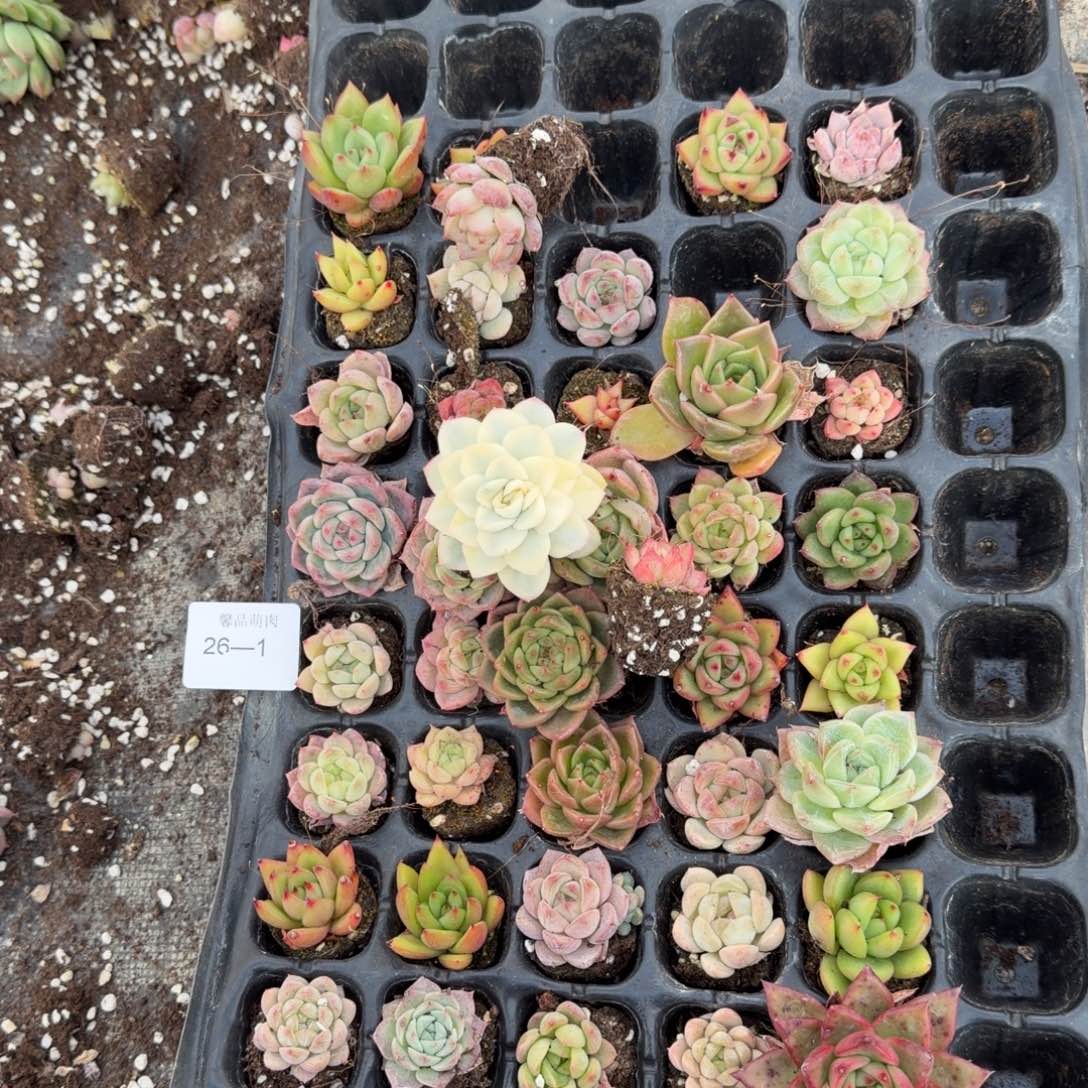 左五26-1珍妮混合四十颗加白鸢锦一颗量拍