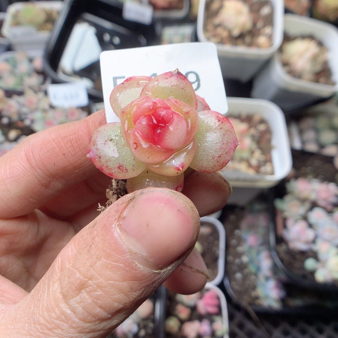 无花朵E119。yyyyyyy