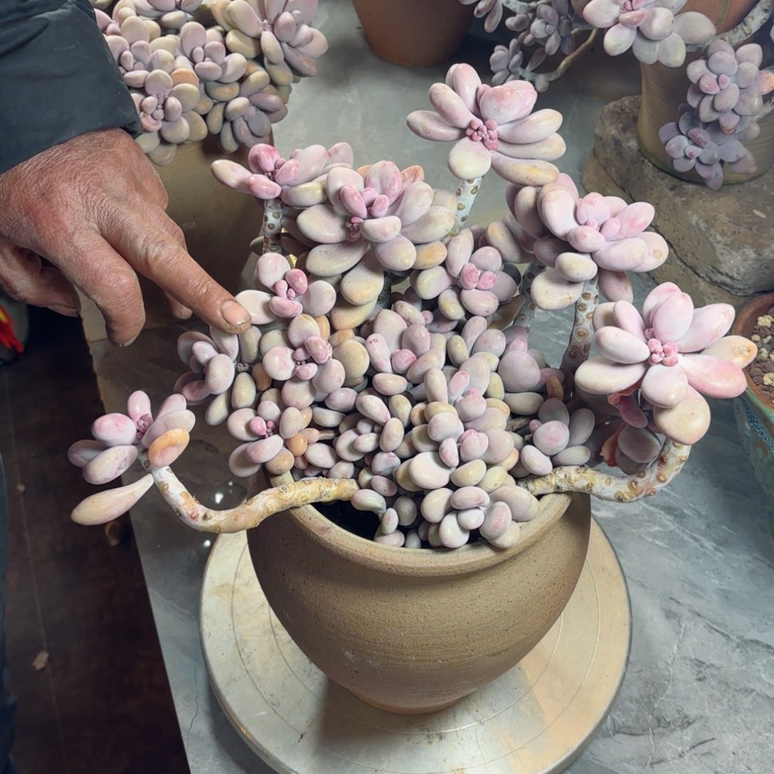 丑*怏桃蛋2-57。     