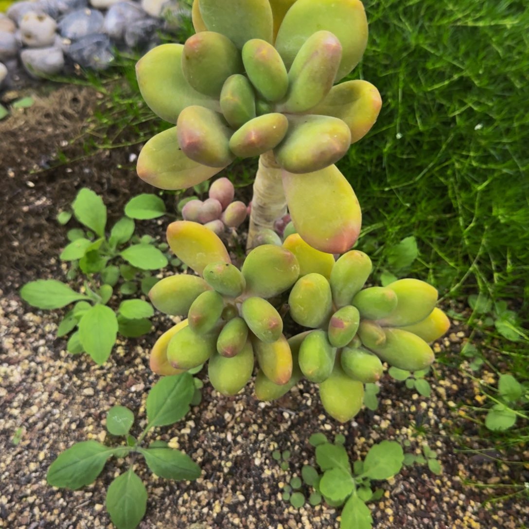 芒果奶 6头 一物一拍