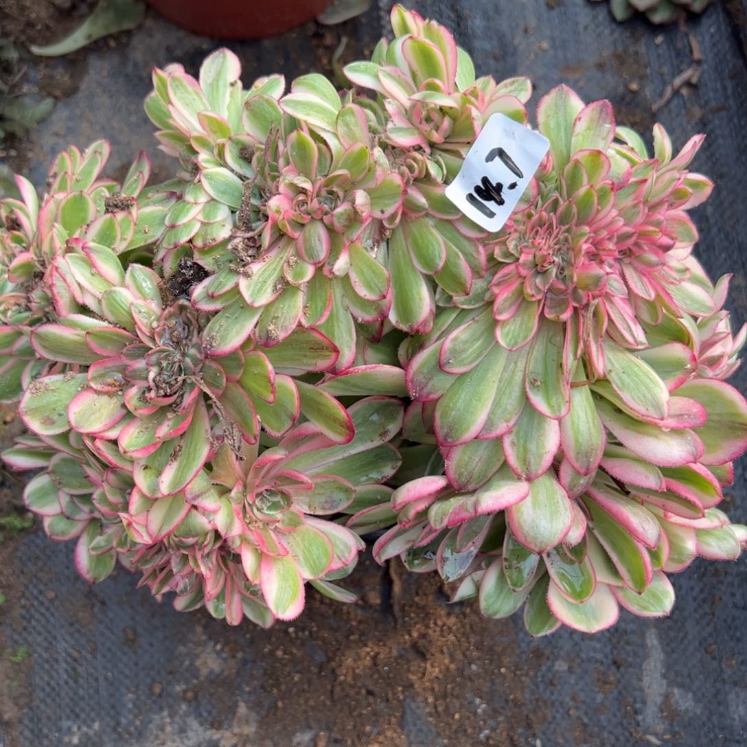 7荔枝缀多肉植物紫