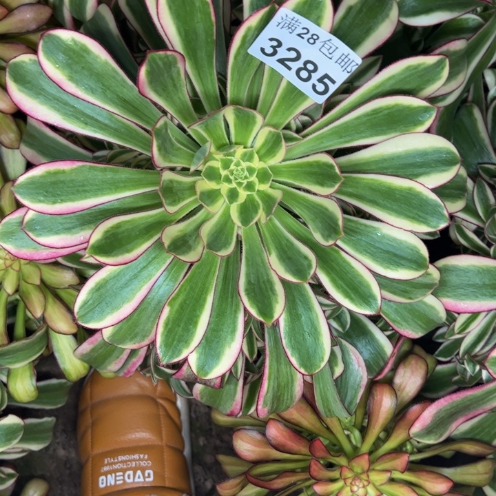 3285南冰淇淋多肉植物