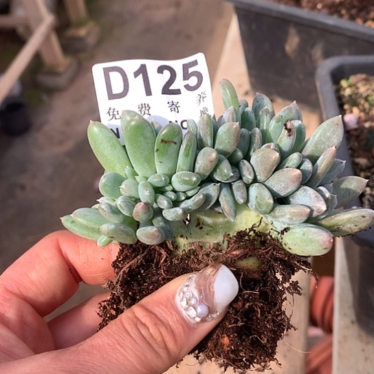 悦***阁灰姑娘缀化125 亏本处理退款拉黑7-8天发货