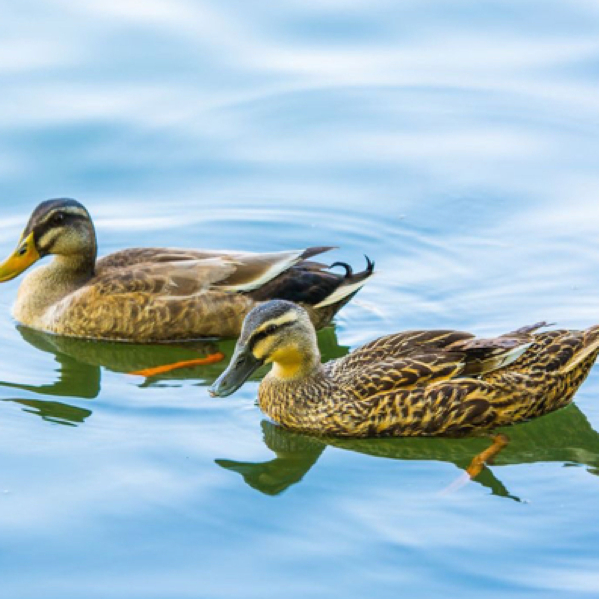 长沙洲散养梅子土老母鸭Kg