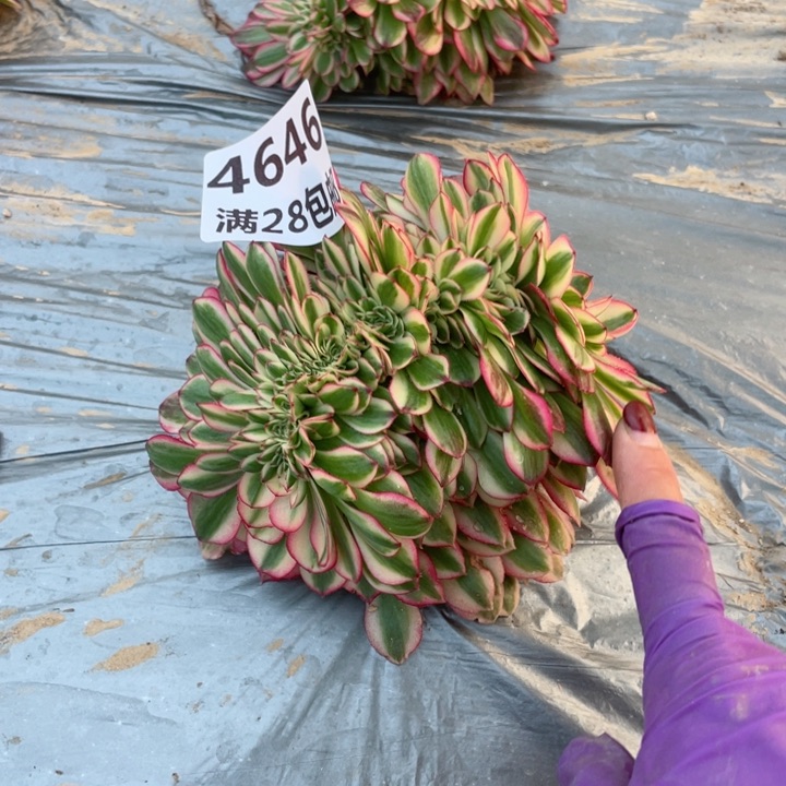 4646三号棚倾城缀D