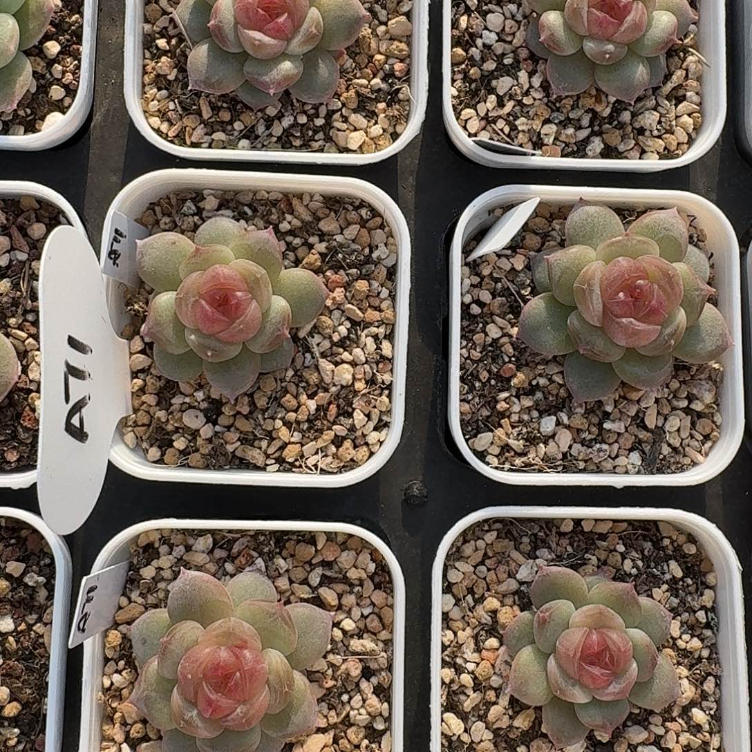 如图5.5白方麦芽糖78随机一颗