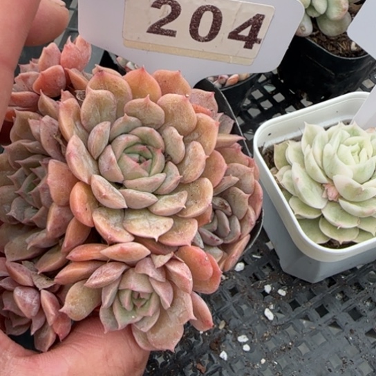 204 一物一拍满18包邮