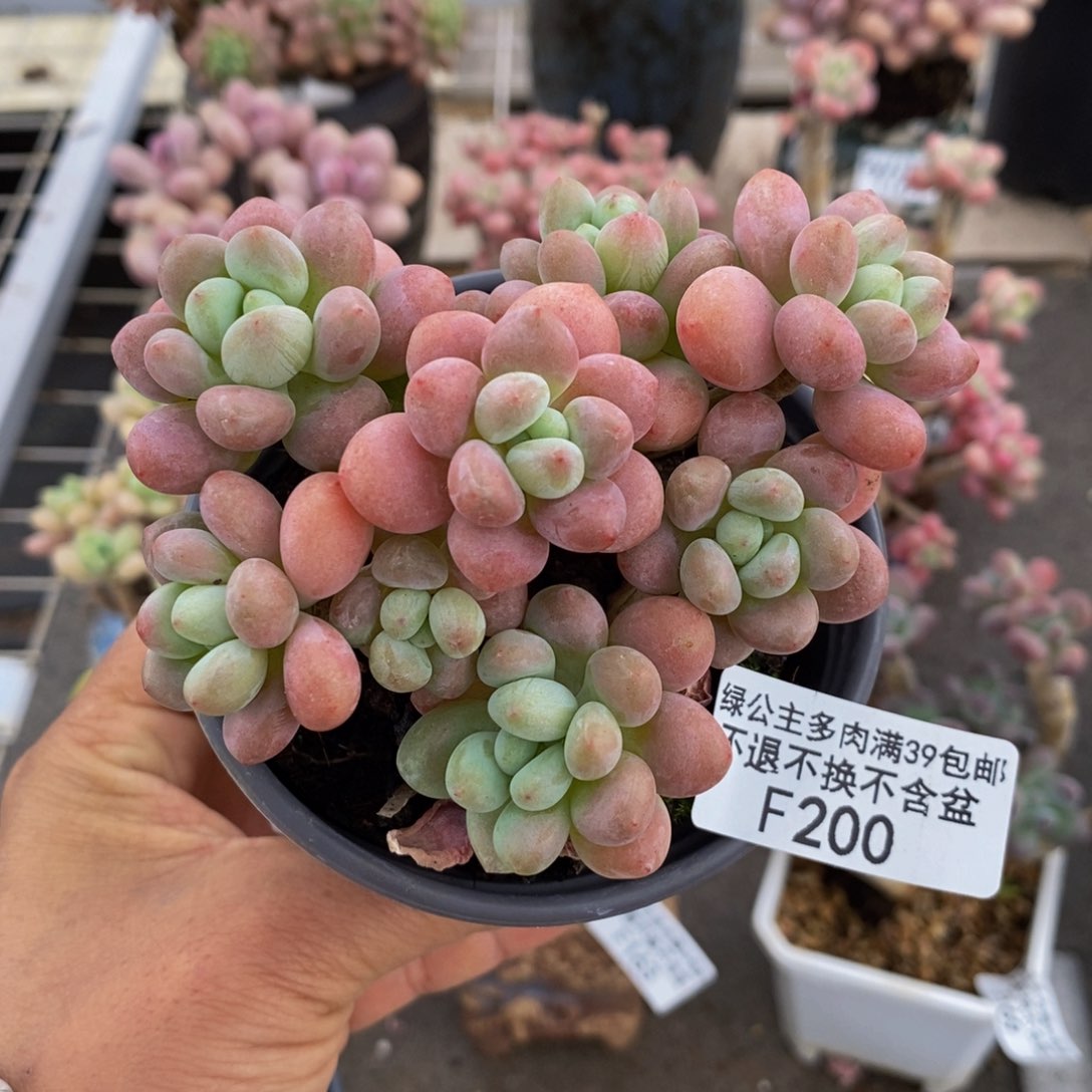 鱼子酱200/9cm的肉