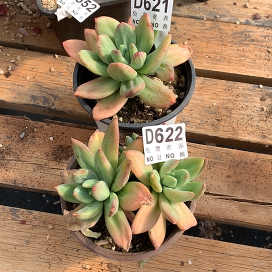 臭***活海洋之歌石化2颗621 622